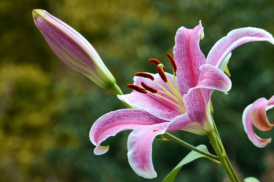 百合花能放在臥室嗎 百合花能放在臥室嗎