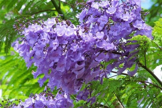 藍花楹怎么修剪 藍花楹怎么修剪