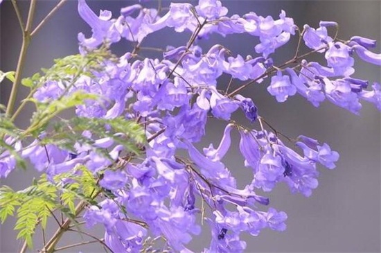 藍花楹怎么修剪 藍花楹怎么修剪