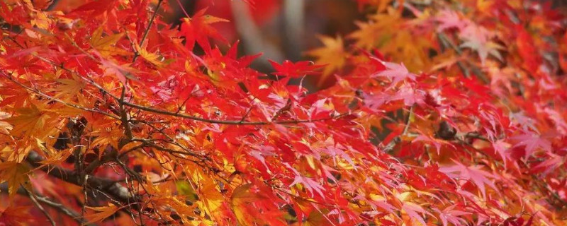 楓香樹怎么養(yǎng) 楓香樹怎么養(yǎng)