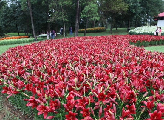 百合花花期:一般7~8月份開(kāi)花 百合花花期:一般7~8月份開(kāi)花