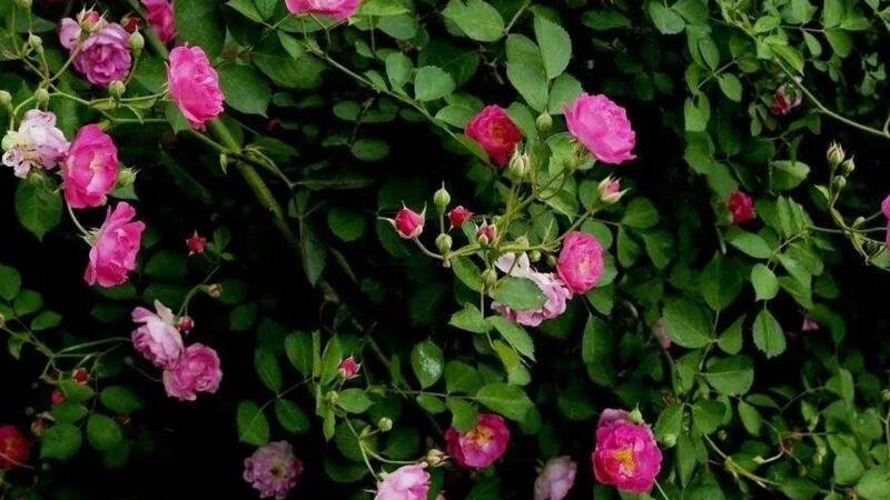 薔薇花怎么不開花 薔薇花怎么不開花