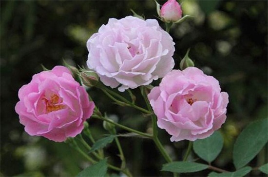 薔薇花怎么不開花 薔薇花怎么不開花