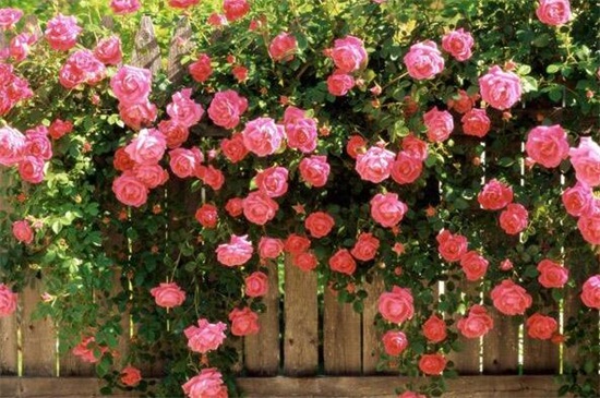 薔薇花怎么不開花 薔薇花怎么不開花