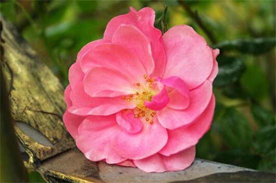 紅薔薇花語 紅薔薇花語