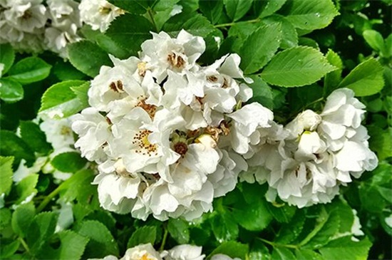 紅薔薇花語 紅薔薇花語