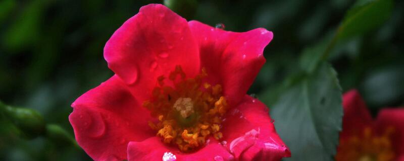 紅薔薇花語 紅薔薇花語