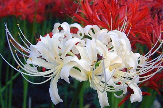 白色彼岸花的花語 白色彼岸花的花語