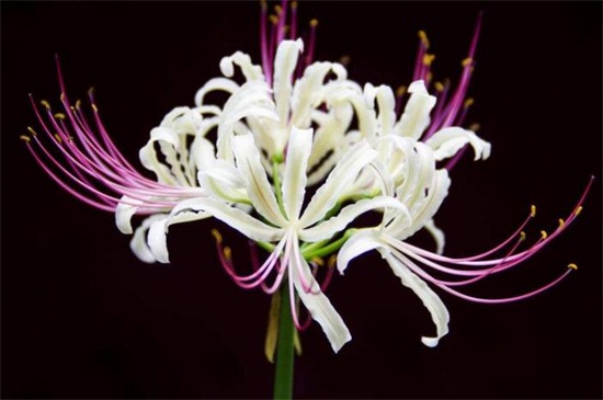 白色彼岸花的花語 白色彼岸花的花語
