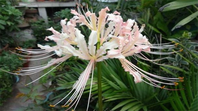 白色彼岸花的花語 白色彼岸花的花語