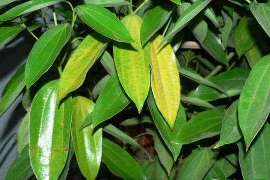 植物葉子發(fā)黃的原因:發(fā)黃的原因及解決辦法 植物葉子發(fā)黃的原因:發(fā)黃的原因及解決辦法