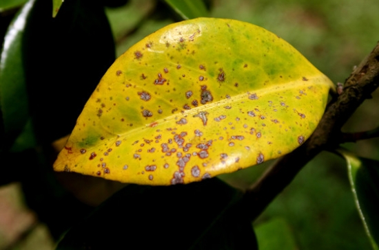 植物葉子發(fā)黃的原因:發(fā)黃的原因及解決辦法 植物葉子發(fā)黃的原因:發(fā)黃的原因及解決辦法