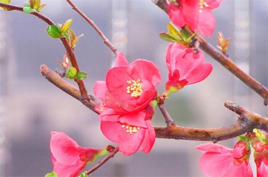 海棠花花語 海棠花花語