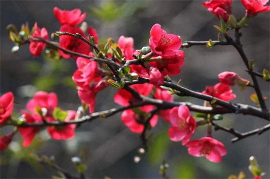 海棠花花語 海棠花花語