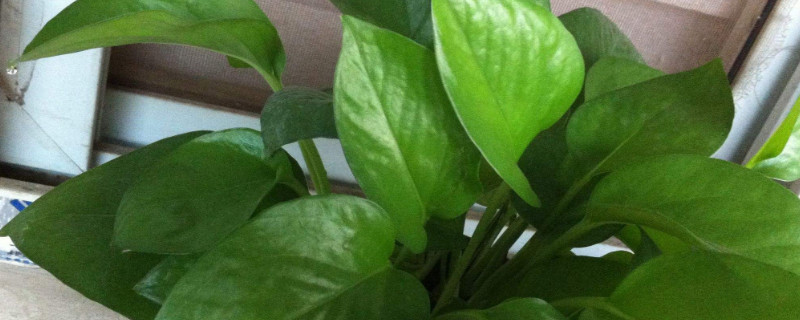 千手觀音植物有幾種 千手觀音植物有幾種