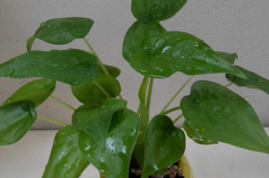 千手觀音植物有幾種 千手觀音植物有幾種