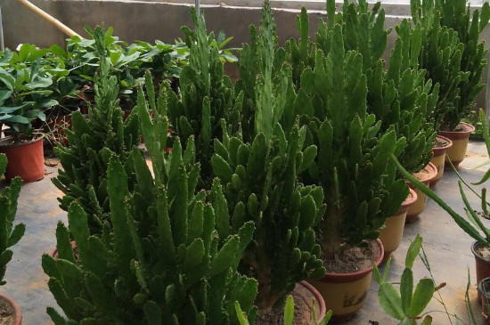 千手觀音植物有幾種 千手觀音植物有幾種