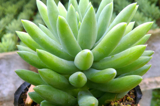 千手觀音植物有幾種 千手觀音植物有幾種