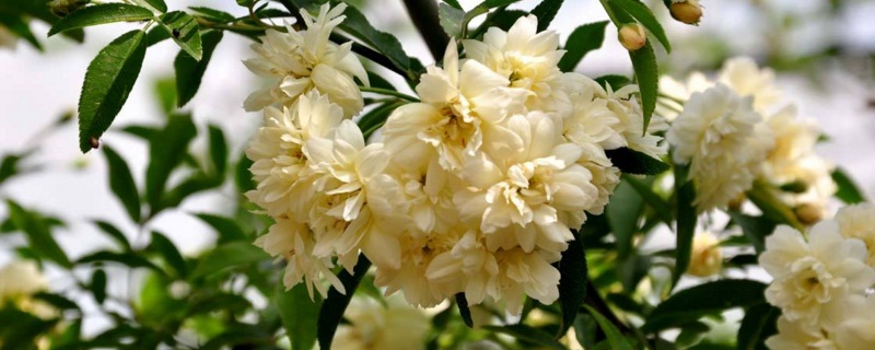 木香花的養(yǎng)殖方法和注意事項(xiàng) 木香花的養(yǎng)殖方法和注意事項(xiàng)