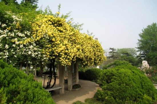 木香花的養(yǎng)殖方法和注意事項(xiàng) 木香花的養(yǎng)殖方法和注意事項(xiàng)