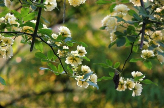木香花的養(yǎng)殖方法和注意事項(xiàng) 木香花的養(yǎng)殖方法和注意事項(xiàng)