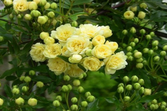 木香花的養(yǎng)殖方法和注意事項(xiàng) 木香花的養(yǎng)殖方法和注意事項(xiàng)