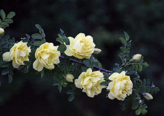 薔薇花語是什么，愛與思念/各色薔薇花所代表的寓意