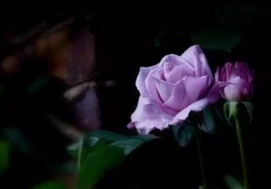薔薇花語是什么，愛與思念/各色薔薇花所代表的寓意