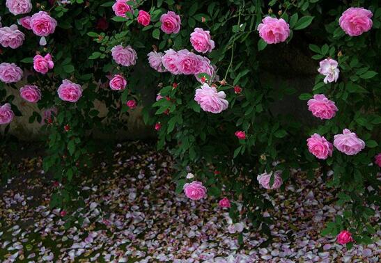 薔薇花語是什么，愛與思念/各色薔薇花所代表的寓意