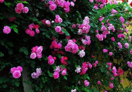 薔薇花語是什么，愛與思念/各色薔薇花所代表的寓意