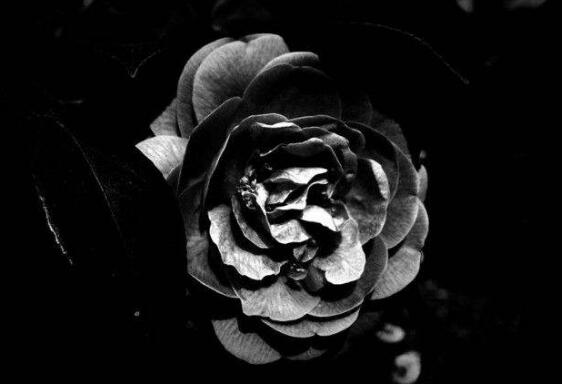 薔薇花語是什么，愛與思念/各色薔薇花所代表的寓意