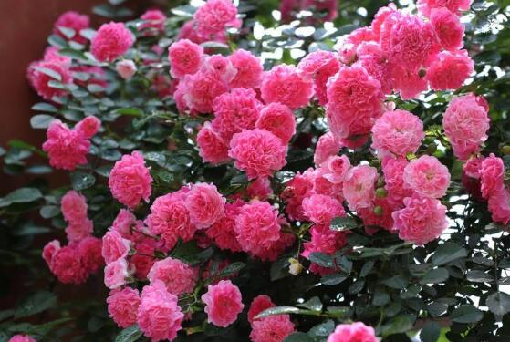 薔薇花語是什么，愛與思念/各色薔薇花所代表的寓意