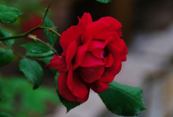 薔薇花語是什么，愛與思念/各色薔薇花所代表的寓意