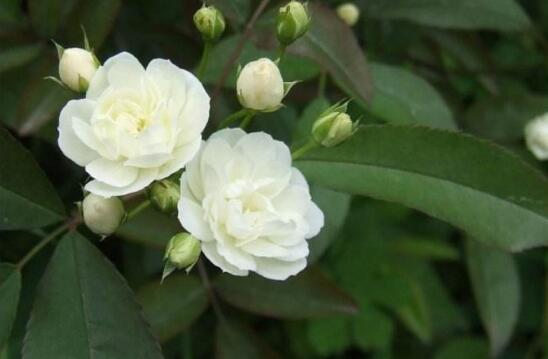 薔薇花語是什么，愛與思念/各色薔薇花所代表的寓意