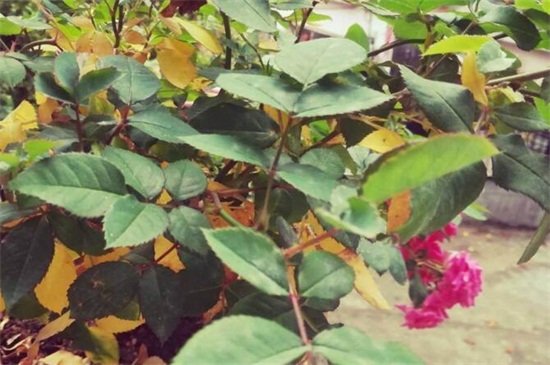 薔薇葉子發(fā)黃怎么辦 薔薇葉子發(fā)黃怎么辦