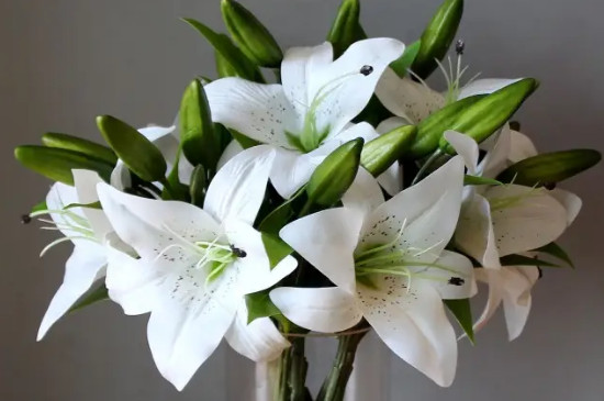 水養(yǎng)百合花的養(yǎng)法 水養(yǎng)百合花的養(yǎng)法