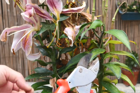 水養(yǎng)百合花的養(yǎng)法 水養(yǎng)百合花的養(yǎng)法
