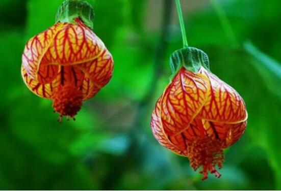 金鈴花不開(kāi)花怎么辦，5個(gè)方法讓金鈴花上開(kāi)滿金鈴鐺