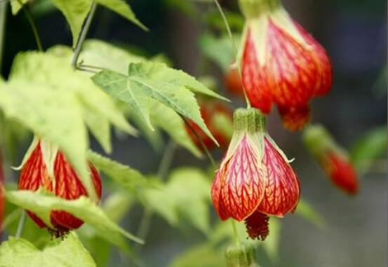 金鈴花不開(kāi)花怎么辦，5個(gè)方法讓金鈴花上開(kāi)滿金鈴鐺