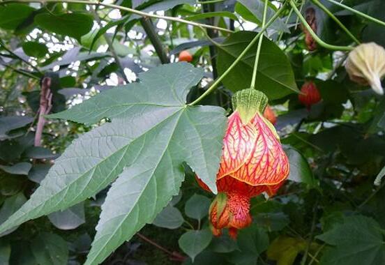 金鈴花不開(kāi)花怎么辦，5個(gè)方法讓金鈴花上開(kāi)滿金鈴鐺