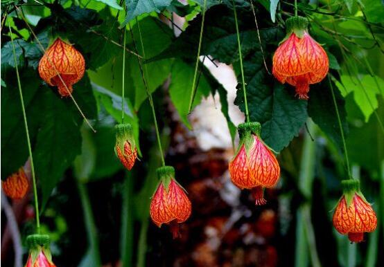 金鈴花不開(kāi)花怎么辦，5個(gè)方法讓金鈴花上開(kāi)滿金鈴鐺