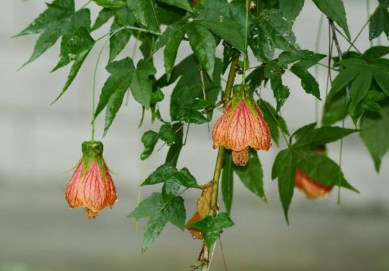 金鈴花不開(kāi)花怎么辦，5個(gè)方法讓金鈴花上開(kāi)滿金鈴鐺