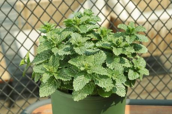 薄荷草驅(qū)蚊嗎 薄荷草驅(qū)蚊嗎