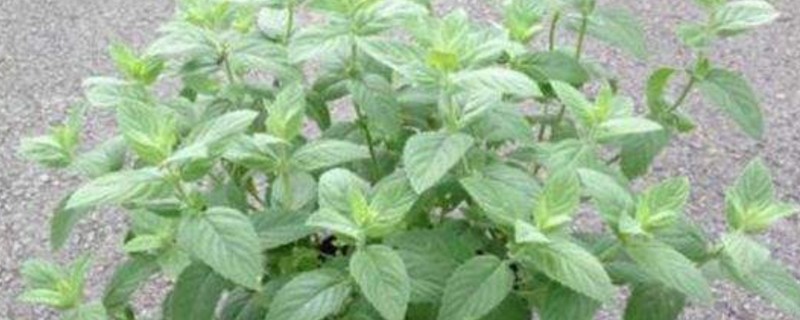 薄荷草驅(qū)蚊嗎 薄荷草驅(qū)蚊嗎