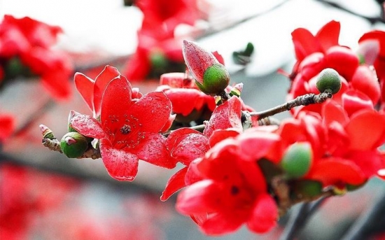 木棉花生長(zhǎng)緩慢怎么辦 木棉花生長(zhǎng)緩慢怎么辦