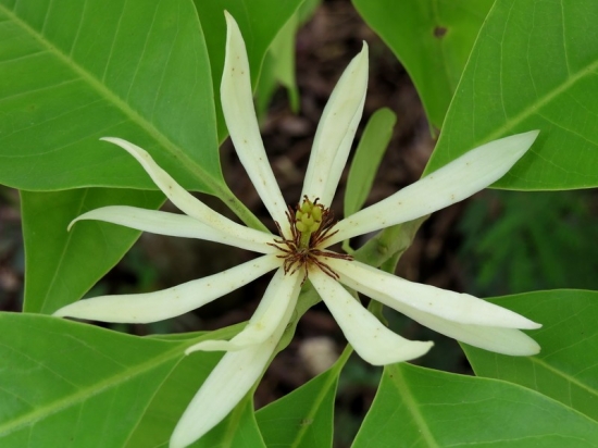 白蘭花出現(xiàn)黃葉怎么辦 白蘭花出現(xiàn)黃葉怎么辦
