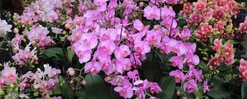 年花年桔什么意思 年花年桔什么意思