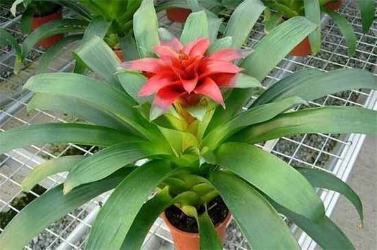 鴻運(yùn)當(dāng)頭花爛了怎么辦 鴻運(yùn)當(dāng)頭花爛了怎么辦