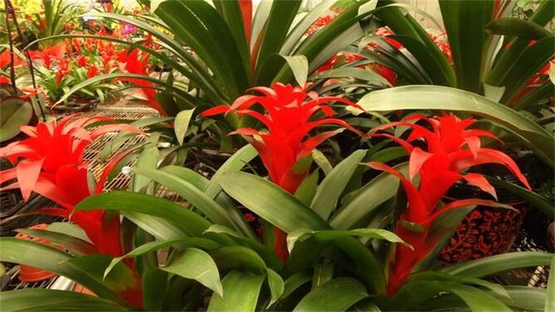 鴻運(yùn)當(dāng)頭花爛了怎么辦 鴻運(yùn)當(dāng)頭花爛了怎么辦