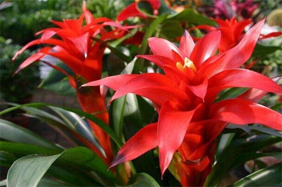 鴻運(yùn)當(dāng)頭花爛了怎么辦 鴻運(yùn)當(dāng)頭花爛了怎么辦